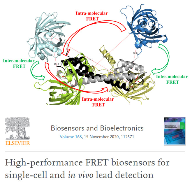 重金屬鉛生物感測器之優化與應用(服務平台：A13生醫轉譯影像分析平台)