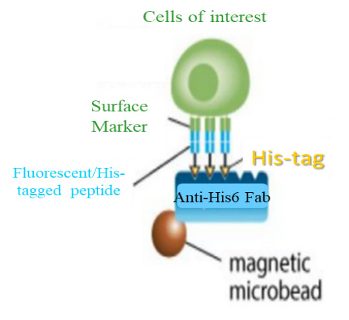 促進口腔癌早期診斷和研發克服治療抗性之策略 (服務平台：A12台灣小鼠診所與動物設施聯盟--國家綜合小鼠表現型暨藥物測試中心)