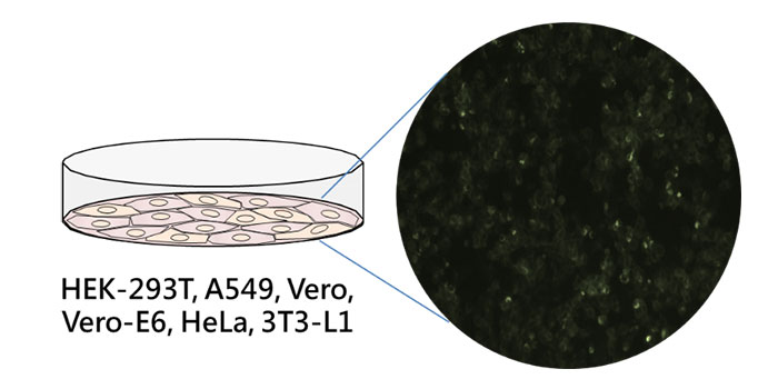 新冠病毒細胞感染模型(服務平台：C6 RNA技術平台與基因操控核心設施)