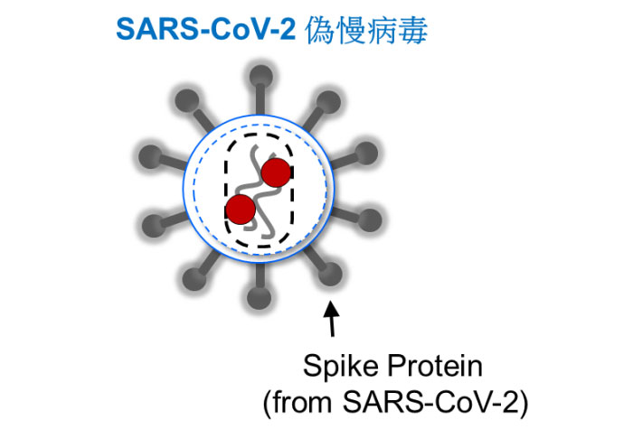 SARS-CoV-2偽慢病毒系統 (服務平台：C6 RNA技術平台與基因操控核心設施)