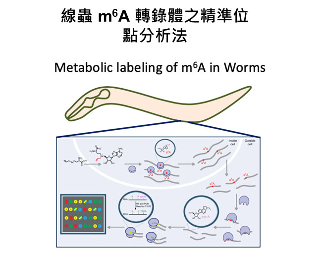 線蟲m6A transcriptome之精準位點分析 (服務平台：CECF提升台灣線蟲核心設施與服務以邁向國家生技醫藥核心設施平台)